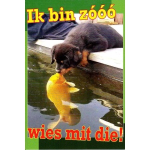 Wenskaart Ik bin zóóó wies mit die!